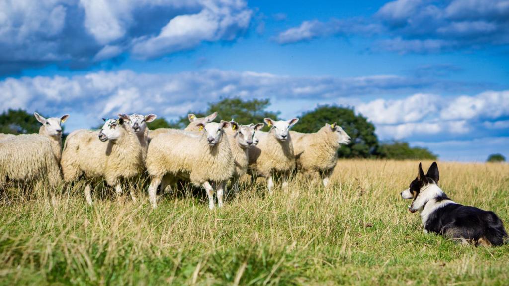 A collie sheepdog lies in a field and looks directly ahead at a flock of sheep a few feet away. Some of the sheep looks at the dog while others look away, seemingly looking for a direct to walk. The grass is green and the sky is blue