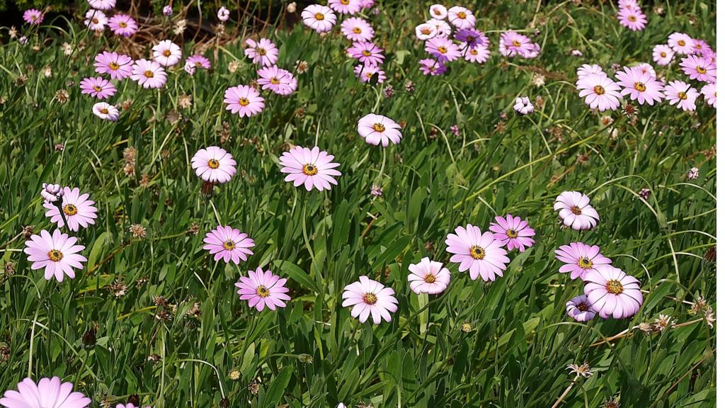 Leicester Botanical Gardens