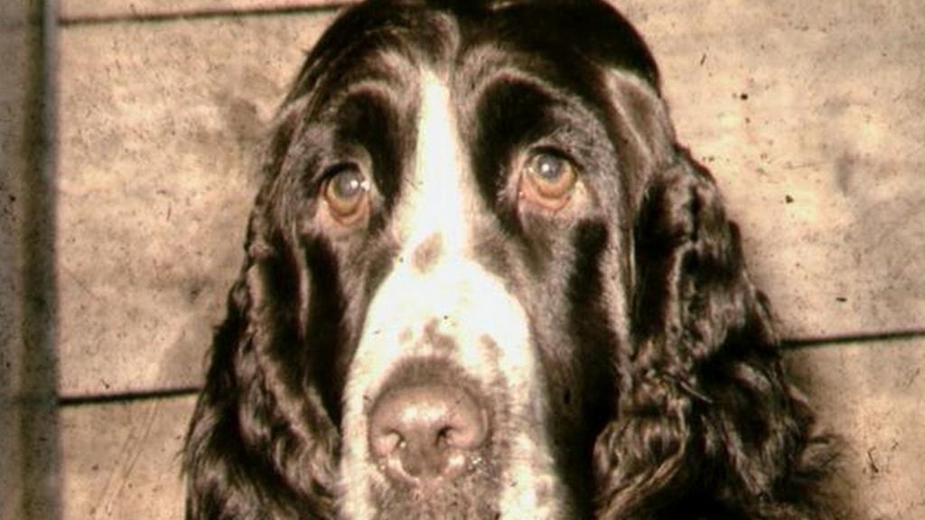 Picture of dog
