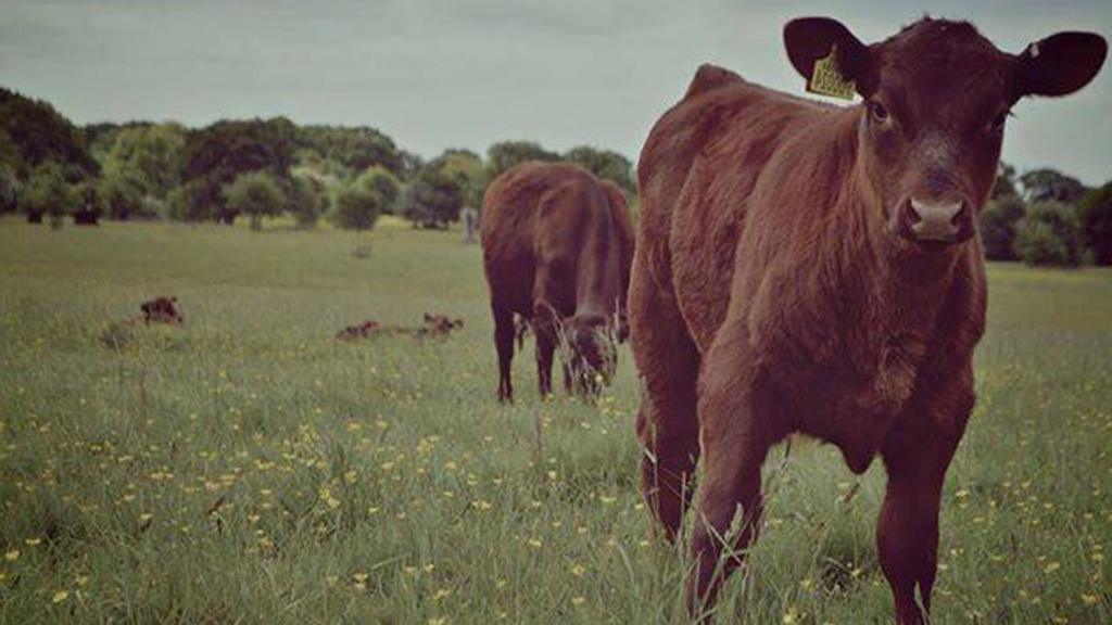 Cows in Hatfield