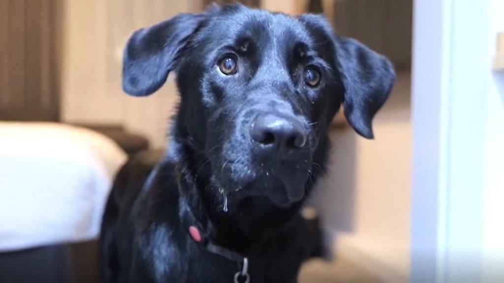 Correspondent Sean Dilley has been getting to know his new guide dog, also called Shawn.