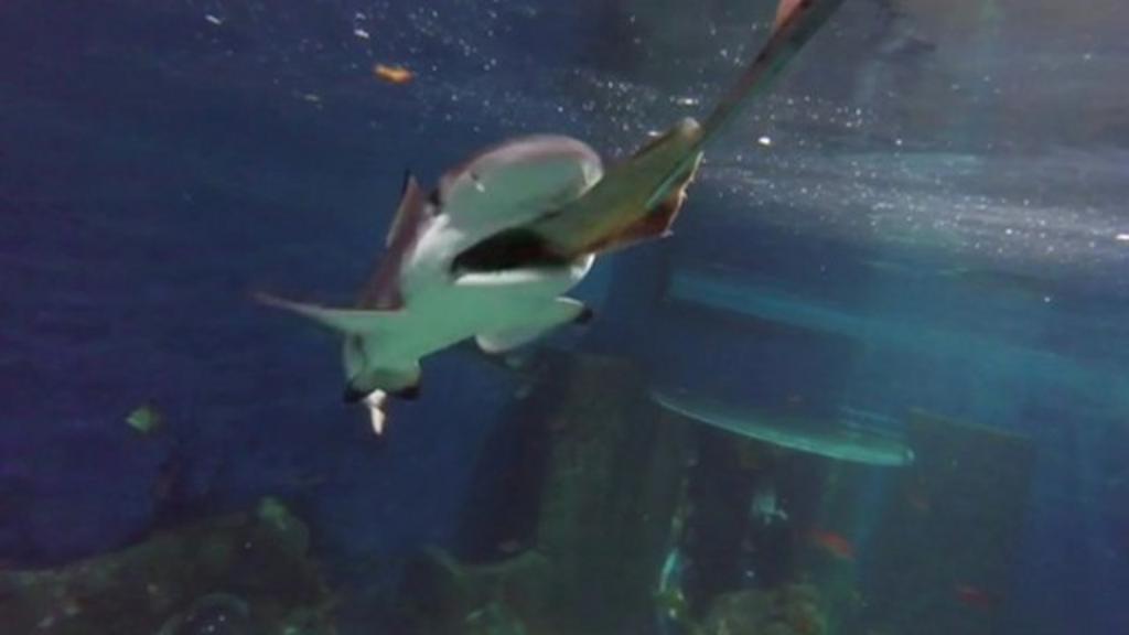 Shark behavior in captivity