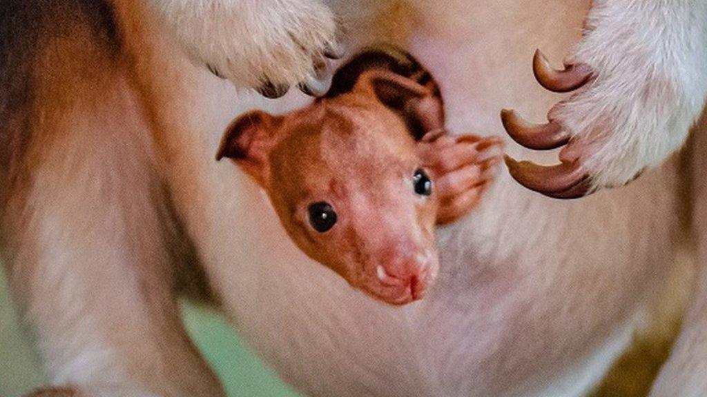 baby goodfelows tree kangaroo