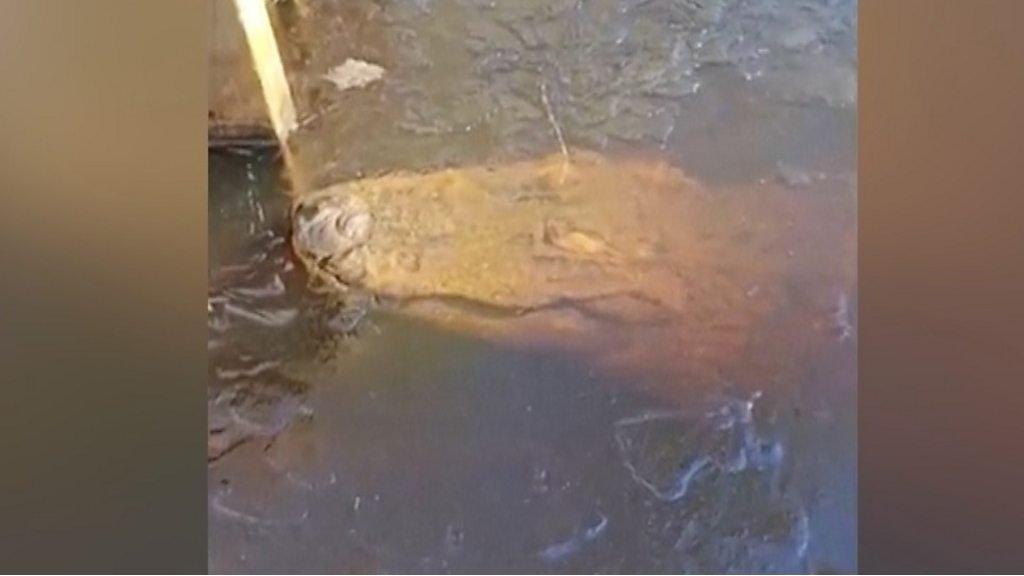 Alligator in icy water