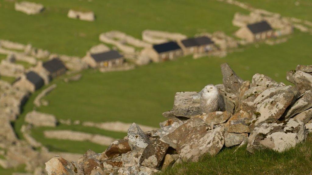 Snowy owl on St Kilda