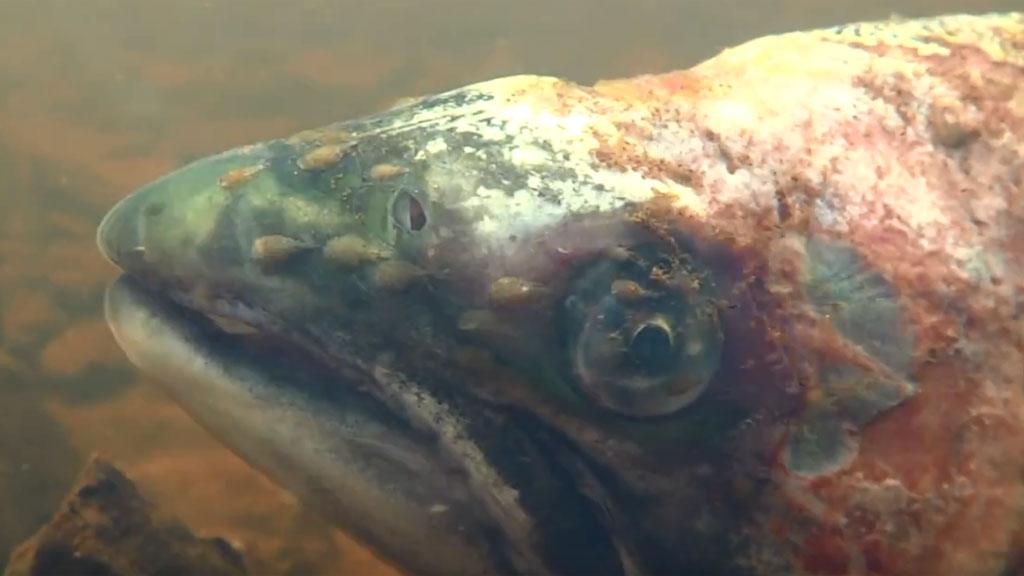 Sea lice on a wild salmon