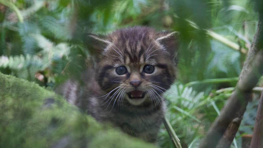 One of two wildcat kittens born at Alladale Wilderness Reserve