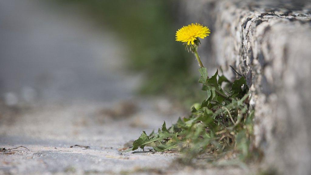 weeds on pavement