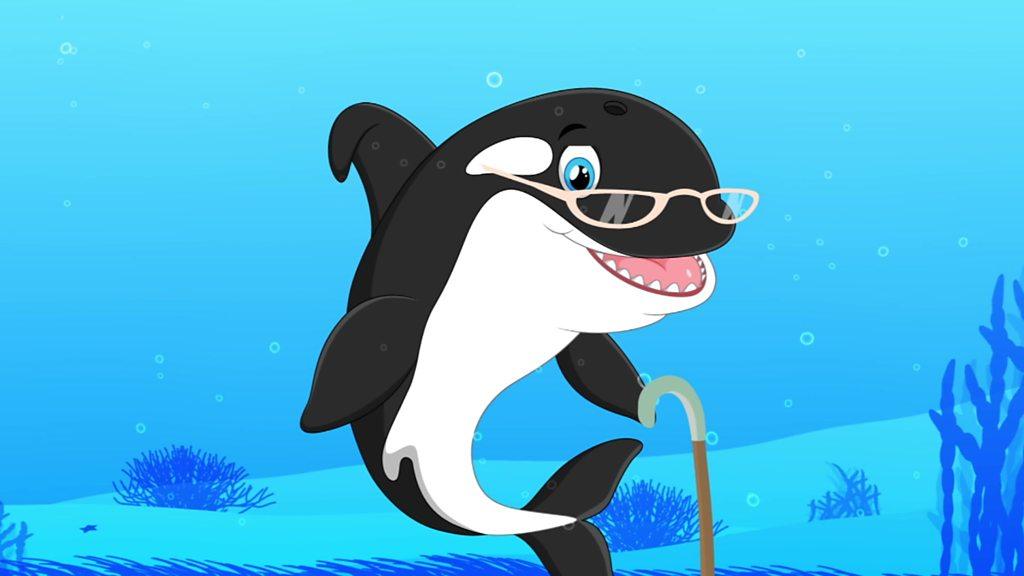 An orca