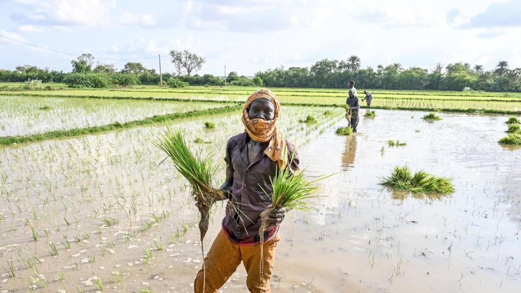 A farm worker carries bunches of rice in a rice paddy near Niamey in Niger - 16 August 16, 2023.