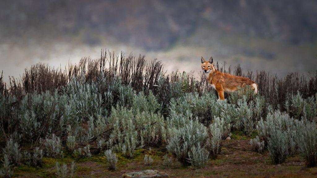 The Ethiopian wolf