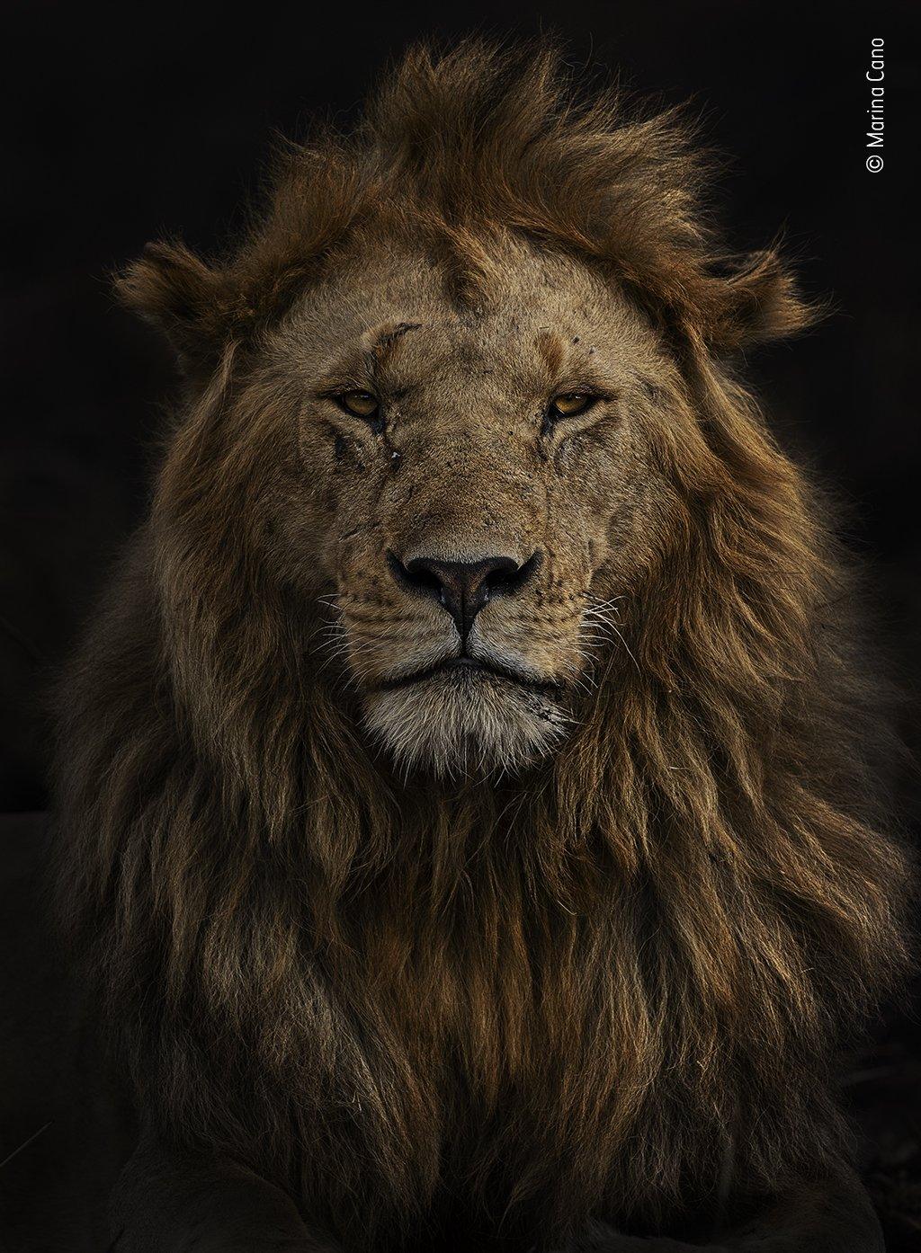 image of a lion staring into camera