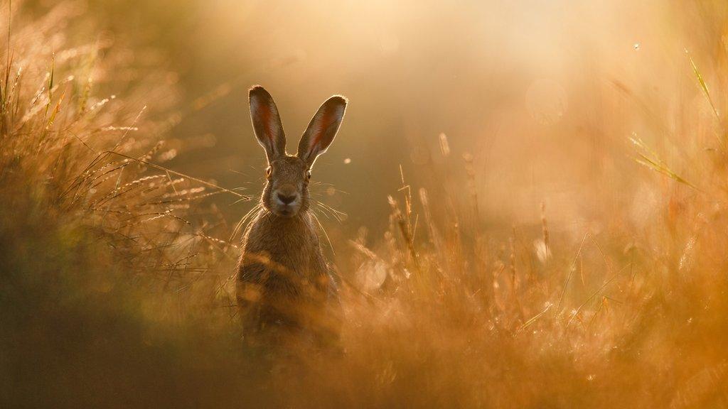 hare-in-a-field.