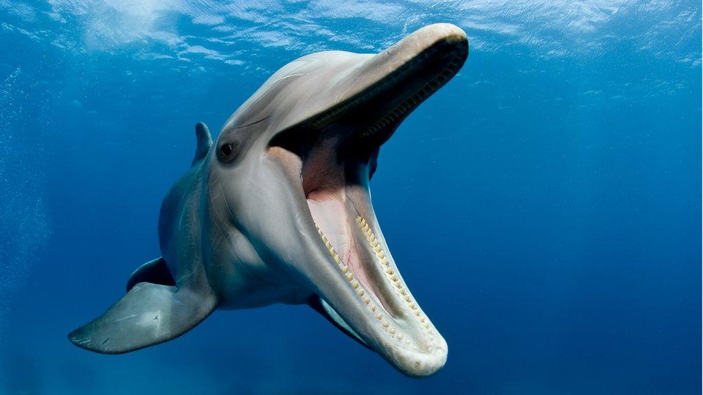 dolphin-mouth-open.