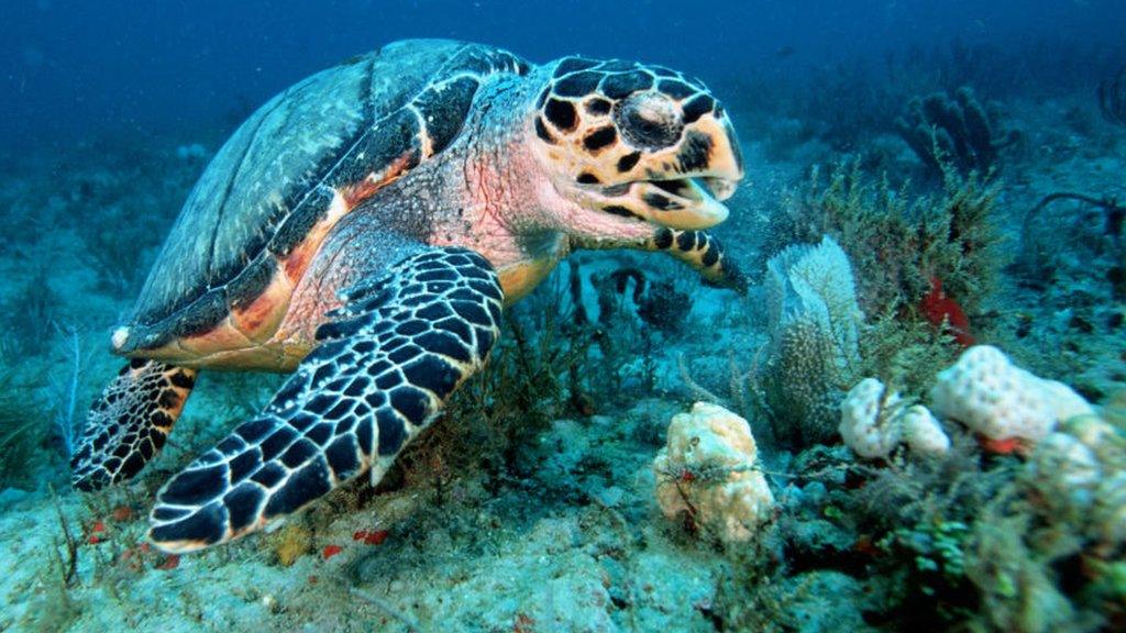 A turtle in a Florida coral reef