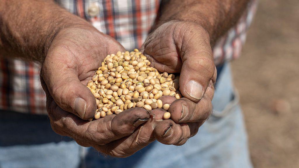Close up of a farmer's callused hands cupping a handful of yellow soybeans