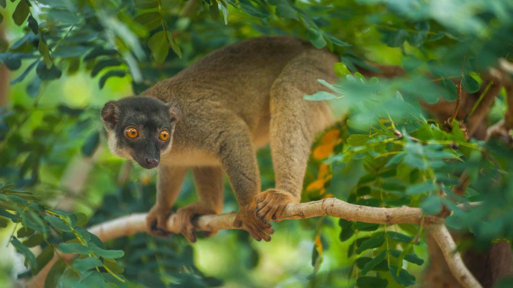  A common brown lemur (Eulemur fulvus) in a tree at Anjajavy Resort in Madagascar.