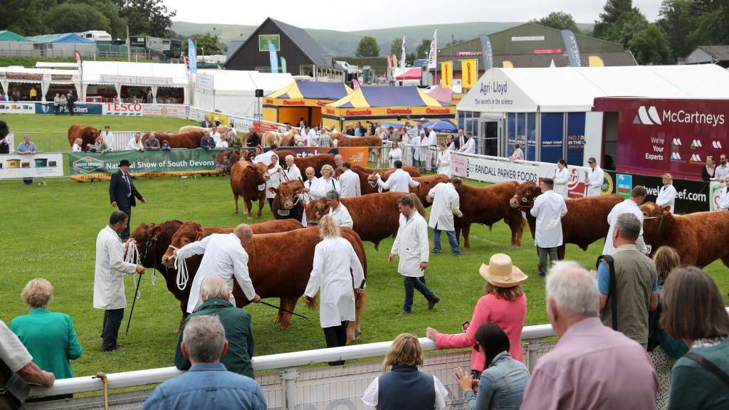 A general view of the Royal Welsh Agricultural Show. Bulls are being exhibited in the cattle ring with their handlers in white coats and a judge in a black suit and bowler hat.