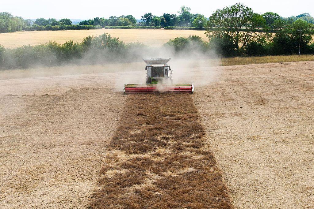 A combine harvester works on a dry field