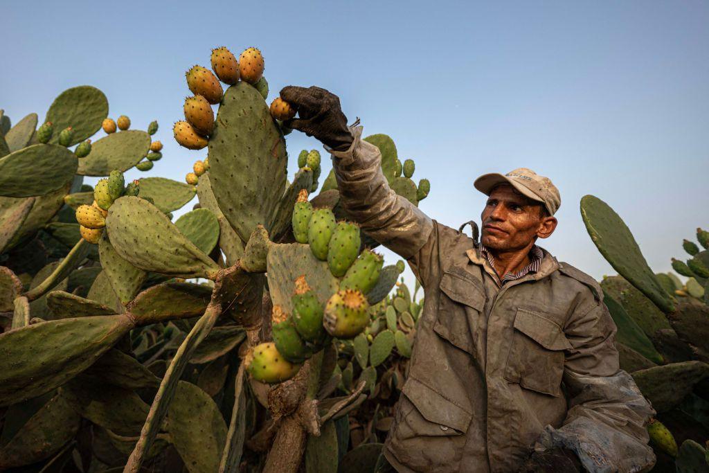 A man picks prickly pear fruits from cactii.