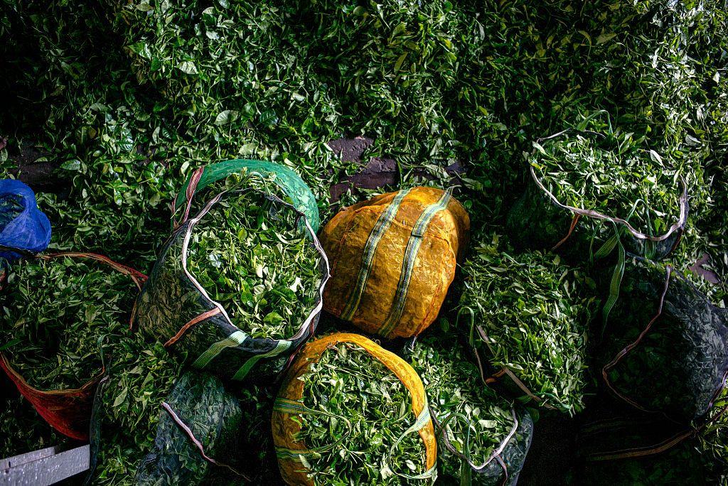 An aerial shot of bags filled with green tea leaves