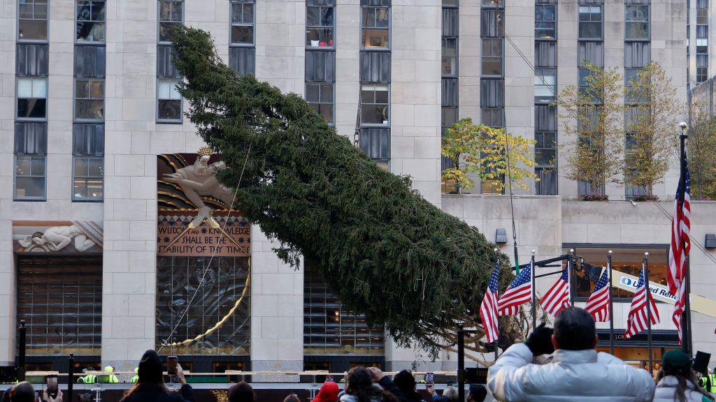 A crane lifts the tree to a vertical position 