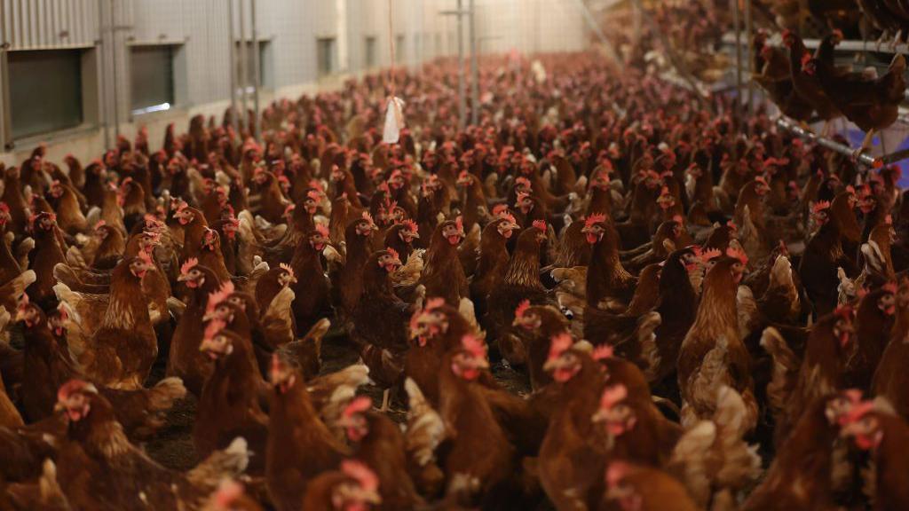 Thousands of hens are grouped together in a large, well-lit warehouse building.