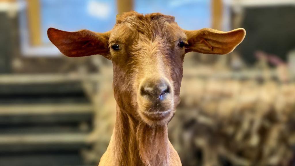 The Golden Guernsey Goat