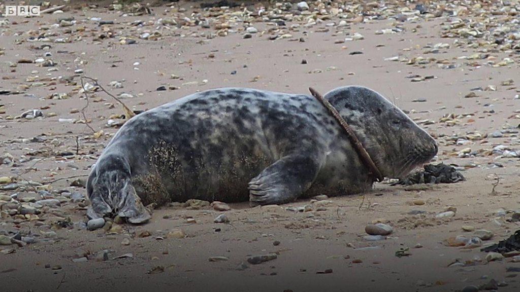 Seal with ring around its neck