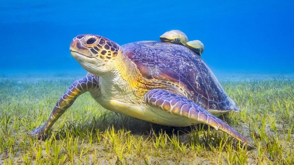 sea-turtle.