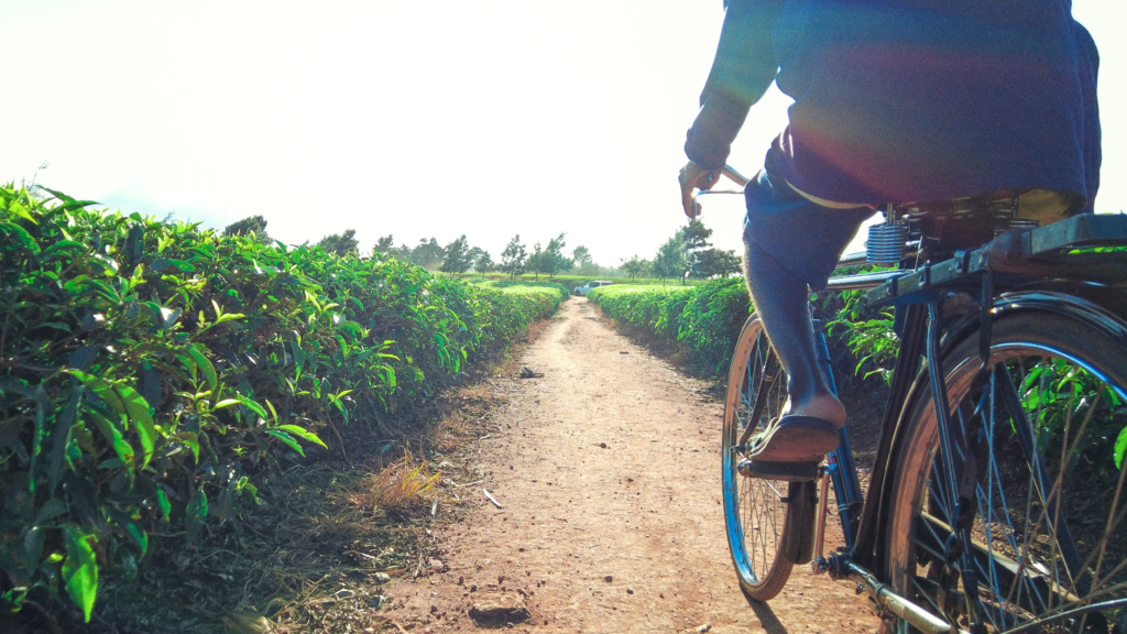 A man cycling on a gravel path in a tea plantation in Malawi