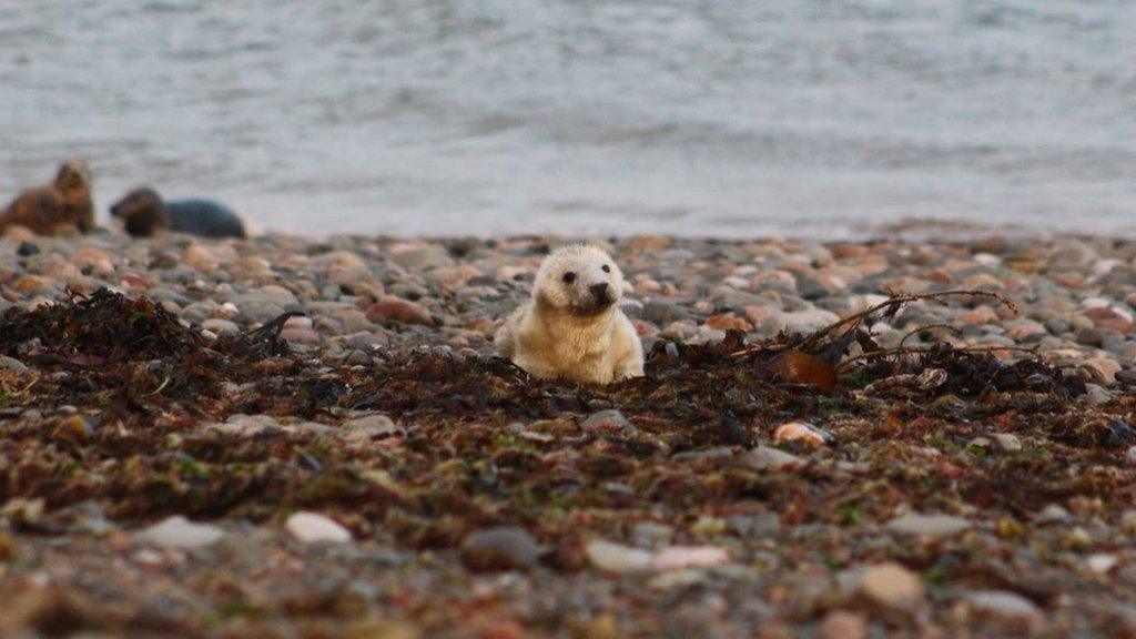 Seal pup