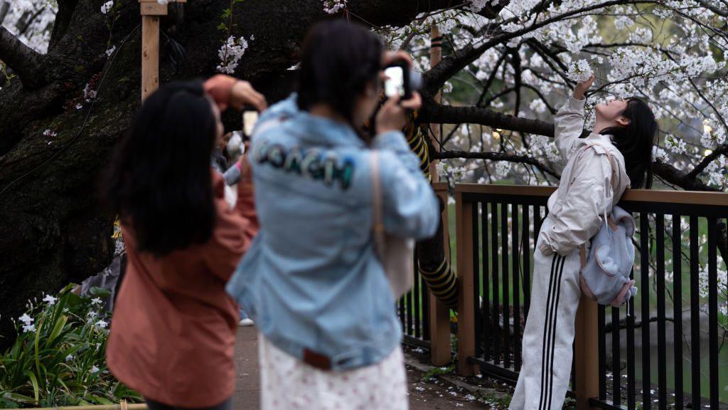 Tourists under cherry blossom trees