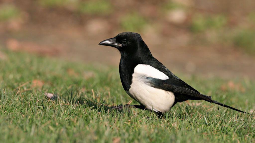 A magpie