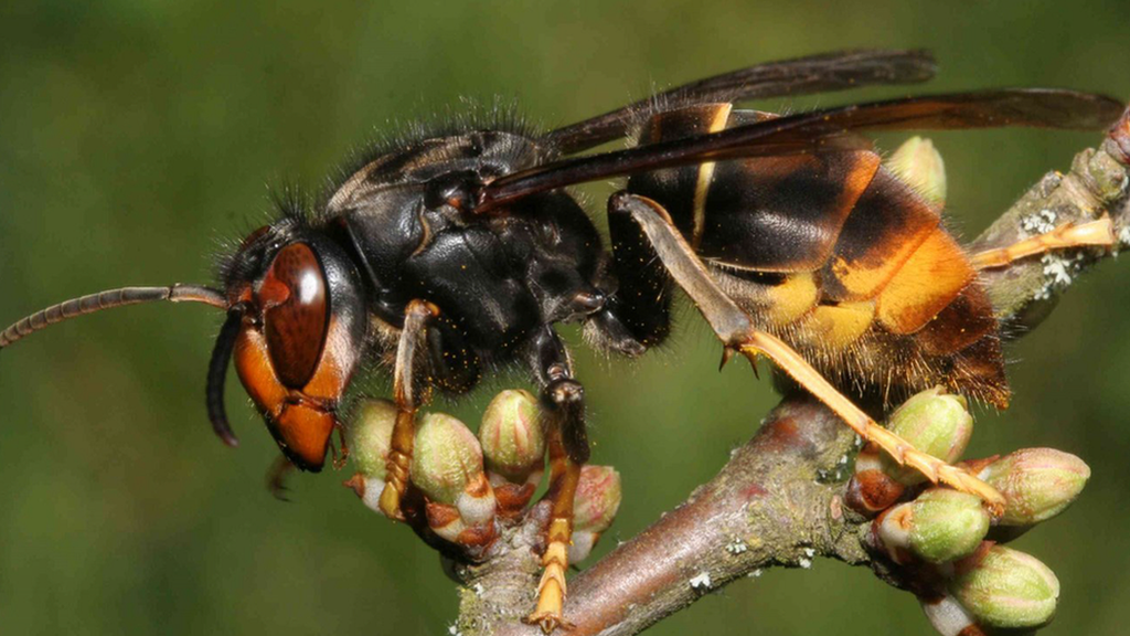 Asian hornet