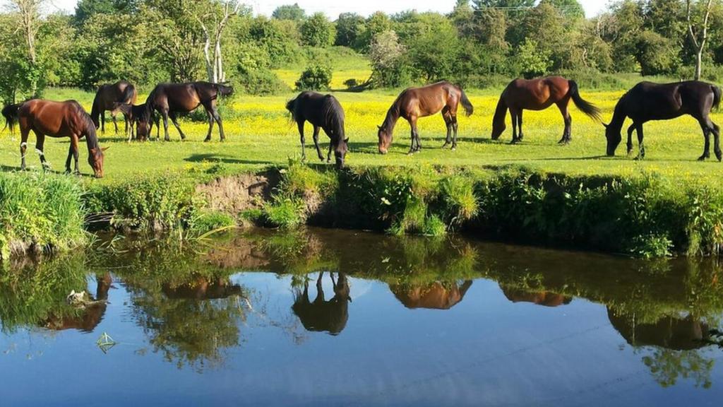 Horses in Leicester