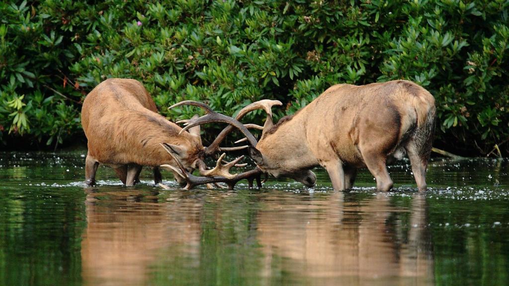 Wollaton deers