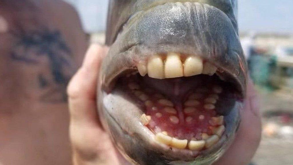 fish-with-teeth.