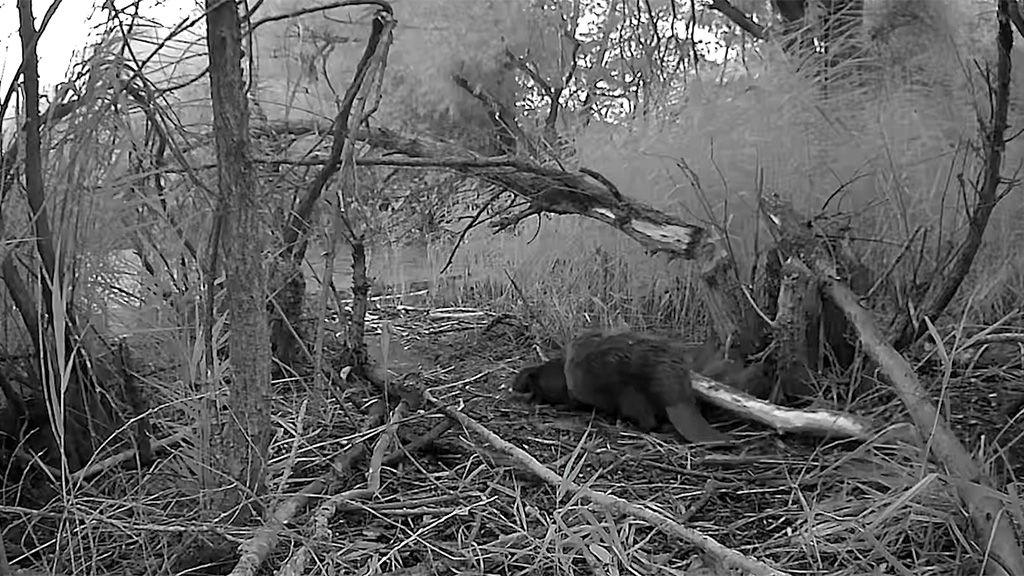 A beaver is spotted with a baby in woodland