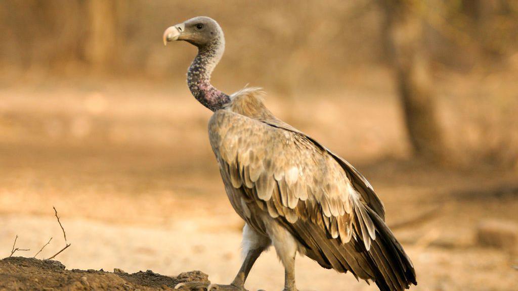 Long-Billed Vulture Gyps Indicus, Ranthambore Tiger Reserve National Park, Rajasthan, India. 