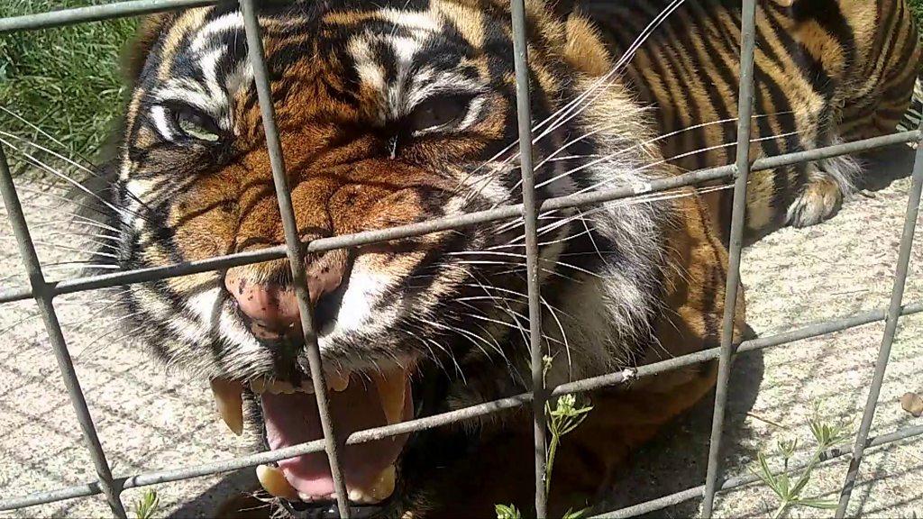 Tiger at Shepreth Wildlife Park