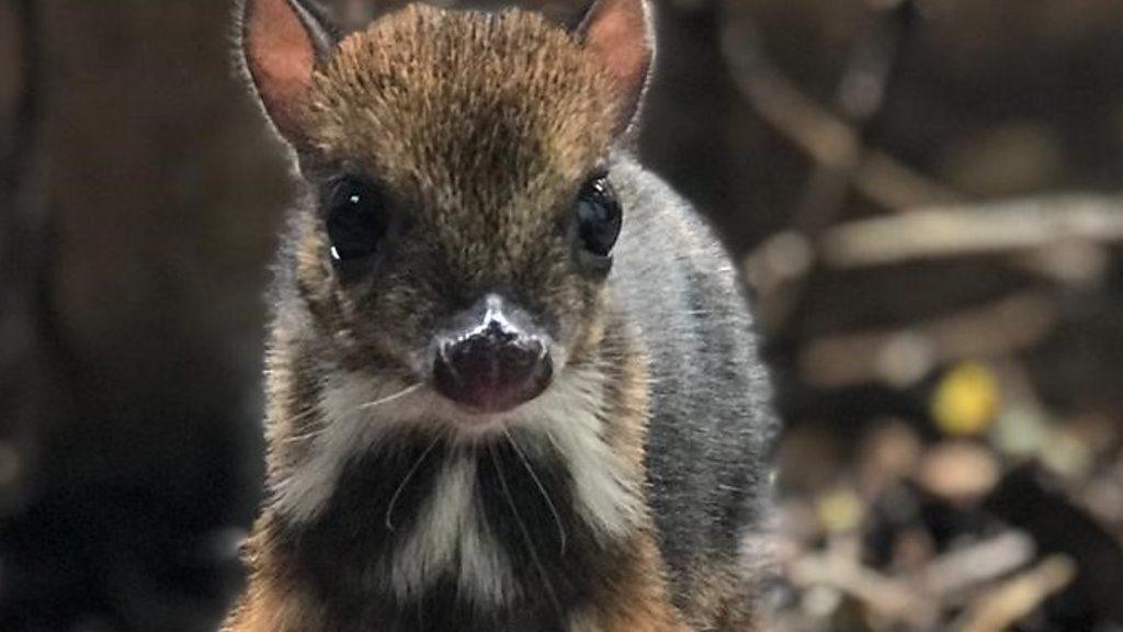 Baby mouse deer