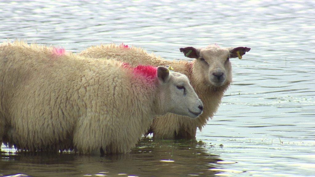 Two sheep in a flooded field