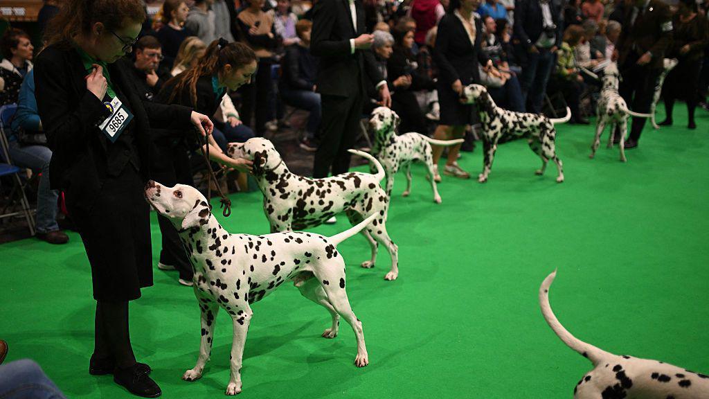lots of dalmatians being judged
