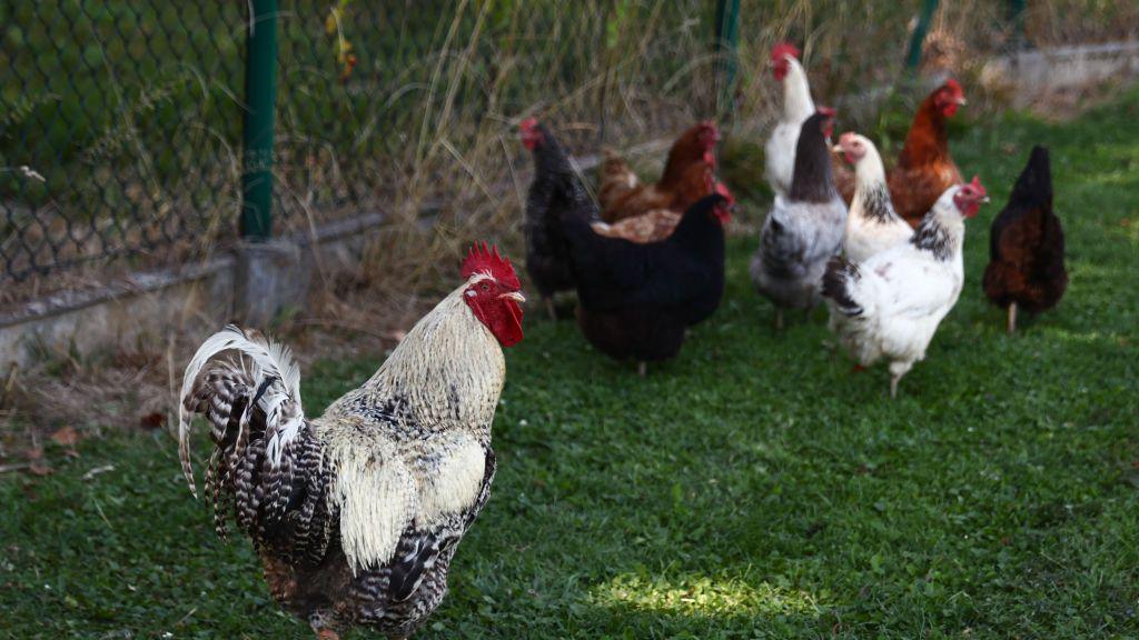 Around 10 chickens outside, they are all different colours. Some are black, some brown and some white and black speckled. 