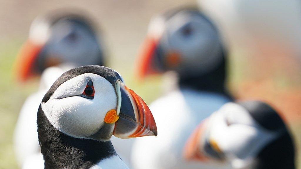 Puffins on Farne Islands