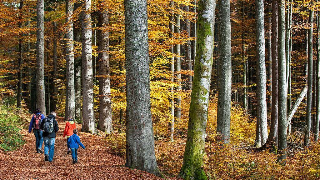 A family walking through a forest in autumn with brown leaves on the ground
