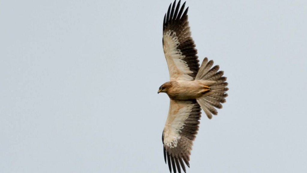 A Booted Eagle flying - it has brown and white feathers