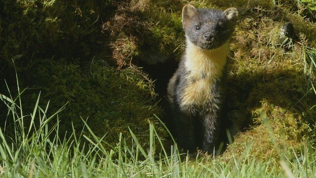 Pine marten