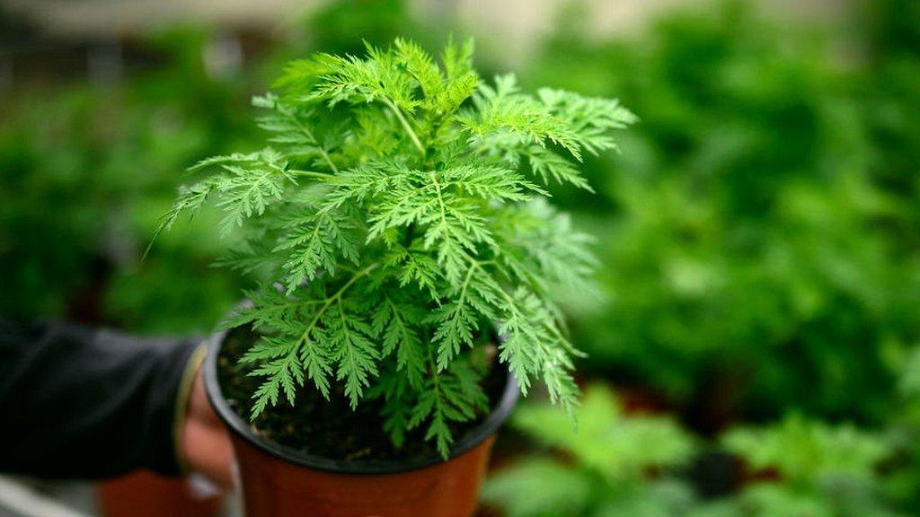 Artemisia plant being held in pot